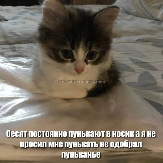 1781014313961.webp