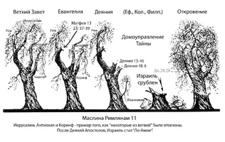 Маслина Израиля.webp